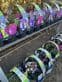 Perennial Hardy Alpines - Mixed Pack of 6 plants.